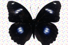 紫斑环蝶图片