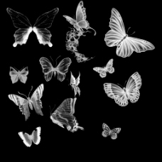 多种蝴蝶分层图