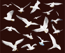 海鸟的各种飞翔姿势矢量图