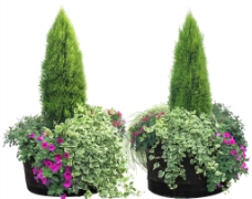 花盆栽植物植被图片