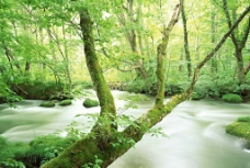 树木树植物森林自然图片
