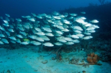 海底游动的鱼群海景海底世界