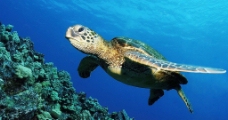 海洋龟类图片