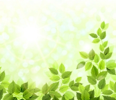 春季精美翠绿枝叶背景图片