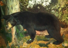黑熊觅食图片