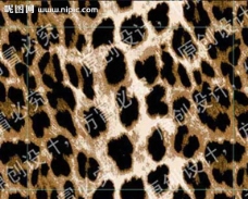 豹纹（通道分层）图片