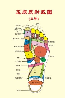 足底反射区图图片