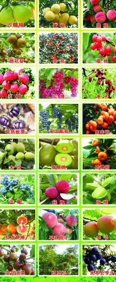 果蔬果园易拉宝图片
