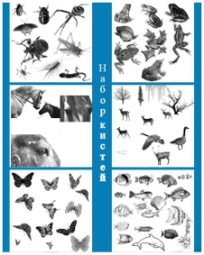 高清晰骏马、鹿、鹭、海洋生物、蝴蝶、鸟类、青蛙、昆虫、森林动物等PS笔刷集