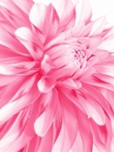 特色粉红色花朵特写高清图片
