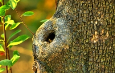 树洞蜂巢图片