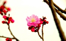 一朵盛开的梅花图片