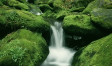 苔石溪水图片