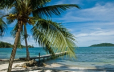 椰子树 海边图片