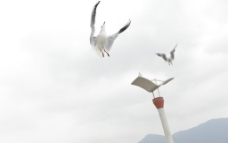 滇池 海鸥图片
