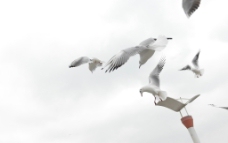 滇池 海鸥图片