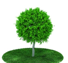 树木植物模型图片