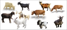 牛羊牲畜矢量素材CDR