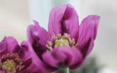 紫色罂粟图片