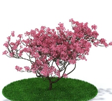 绿树植物模型图片