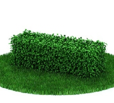 绿树植物模型图片